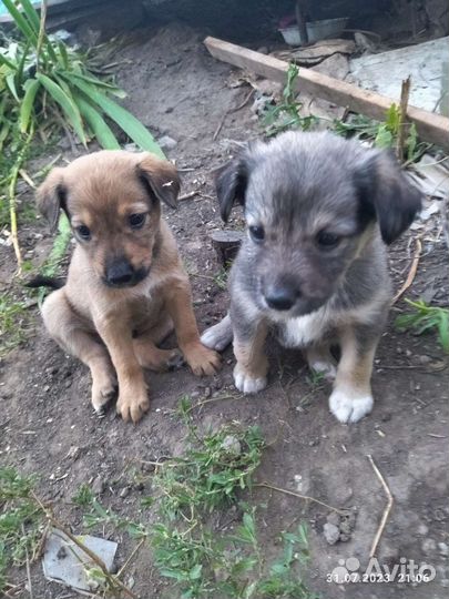 Собаки бесплатно в добрые руки щенки