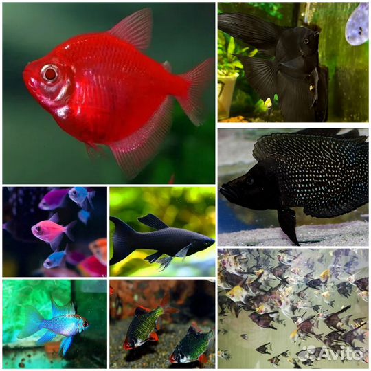 Аквариумные рыбки