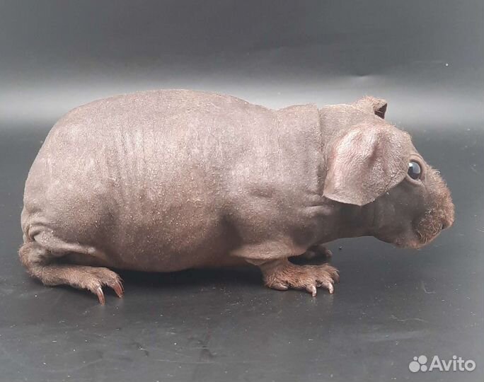 Голая (лысая) морская свинка породы скинни