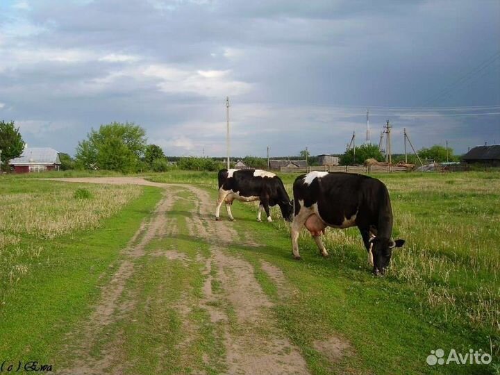 Корова дойная, телята