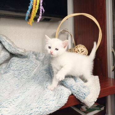 Турецкая ангора котёнок
