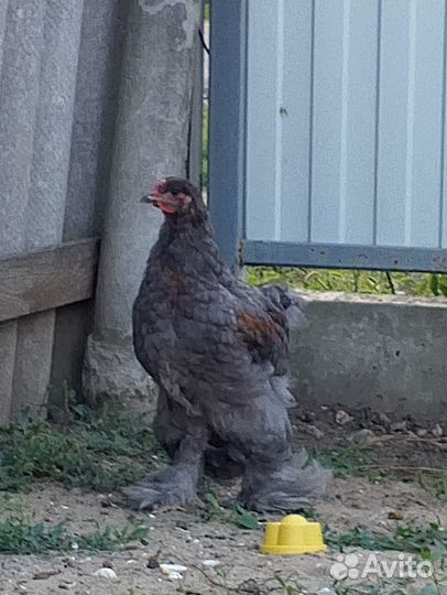 Молодые петухи