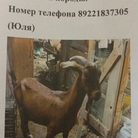 Продаются Козы