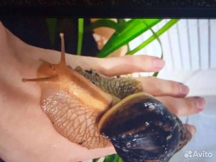 Улитки ахатины