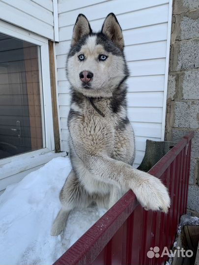 Сибирский хаски
