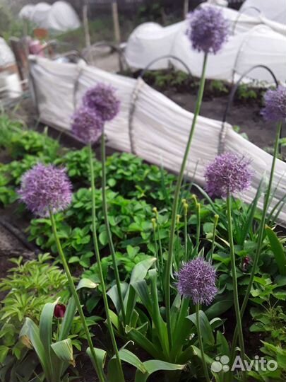 Лук Суворова