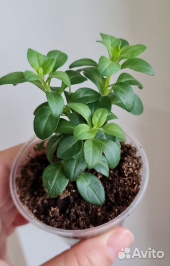 Калибрахоа