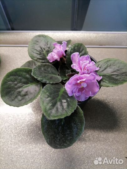 Сортовые фиалки