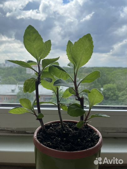 Джинура Gynura Прокумбес, шпинат долголетия