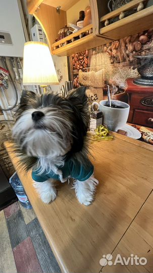 Куртка для собак мелких пород