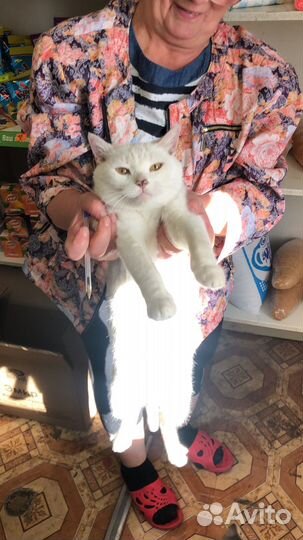 Турецкая ангора