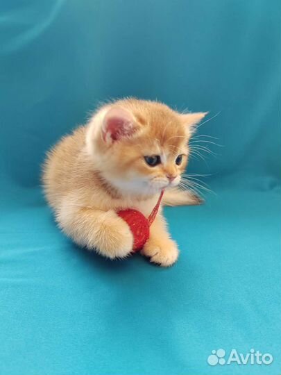 Яркие котята