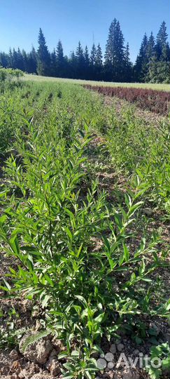 Бирючина обыкновенная