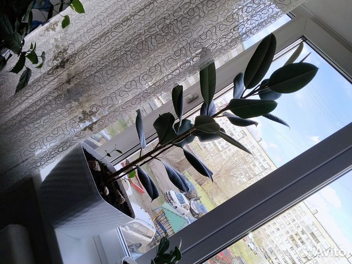 Фикус каучуконосный большой 1год