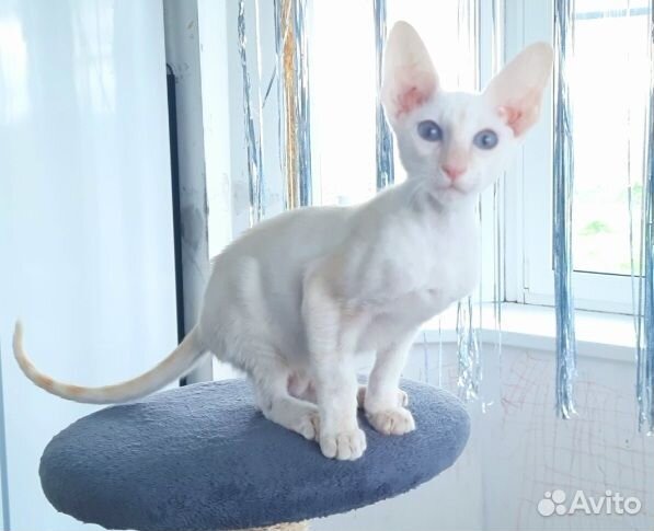 Красный поин табби кот