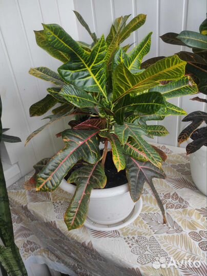 Комнатные цветы кротон