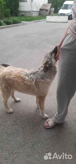 Щенок мальчик