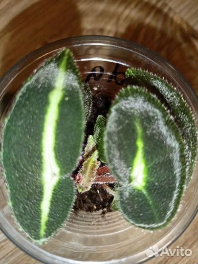 Бегония природная Listada