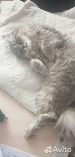 Сибирская кошка вязка