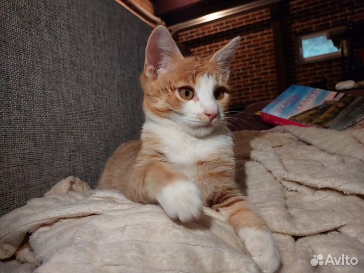Рыжий котёнок