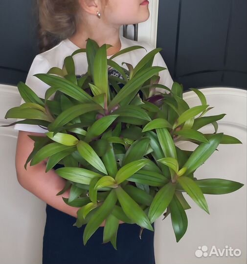 Комнатные цветы. разные сорта и размеры