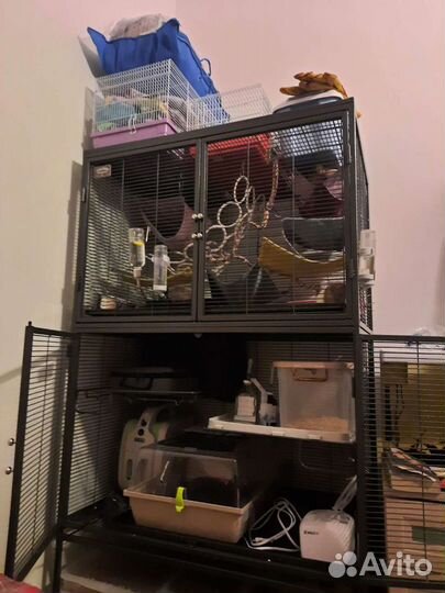 Консультации по содержанию и здоровью крыс