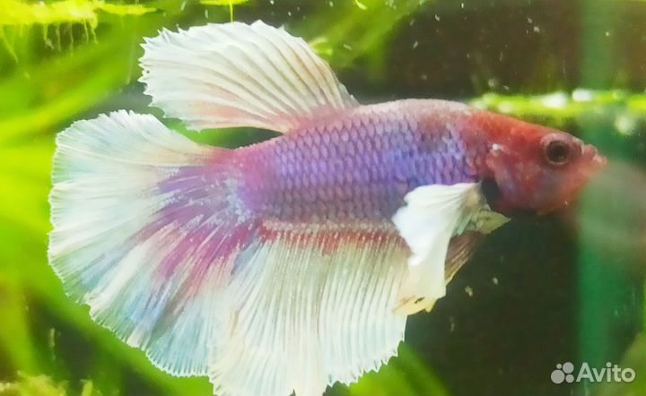 Петушок Дамбо (слоноухий)