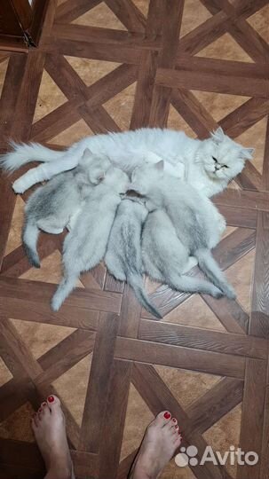 Кошка
