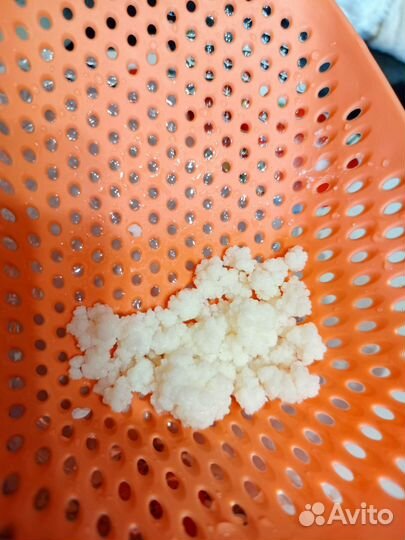 Кефирный молочный гриб