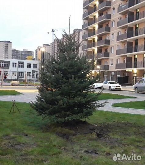 Ель голубая Глаука формированная 2-2.5 метра