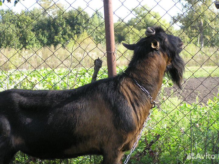 Альпийские козы