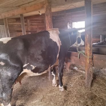 Продам три коров одну доину