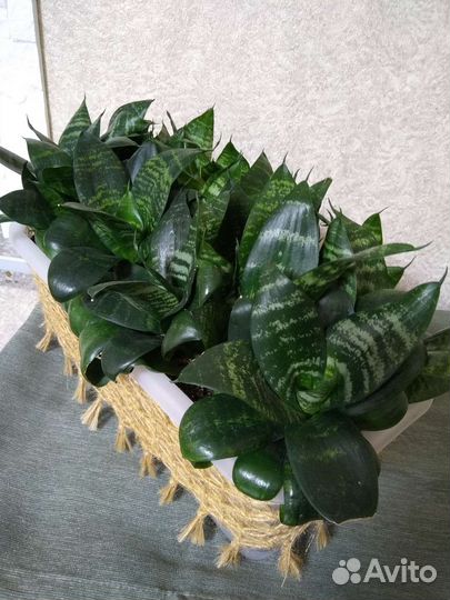 Сансевиерии сортовые