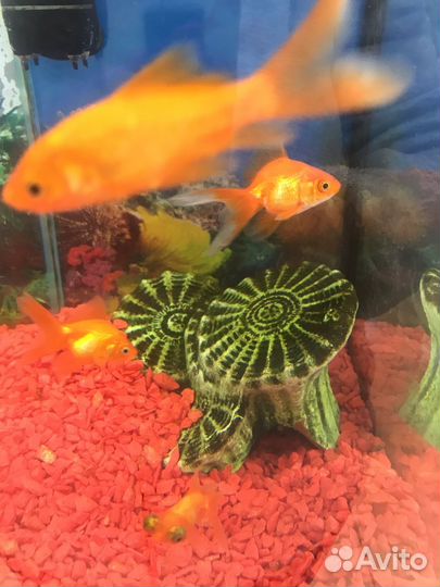 Золотая рыбка, петушок, скалярия, гуппи и другие