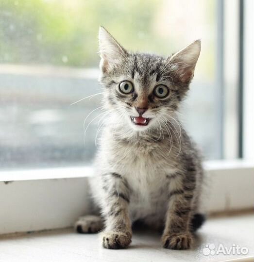 Котёнок 1.5 месяца