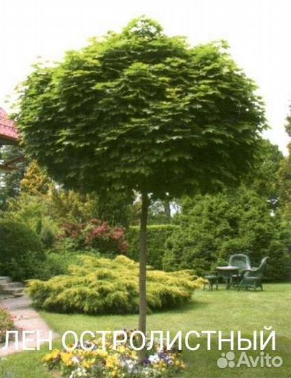 Саженцы на штамбе