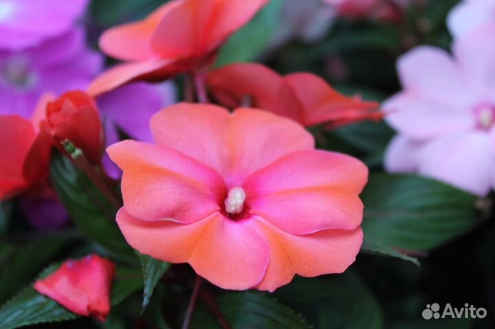 Бальзамин новогвинейский