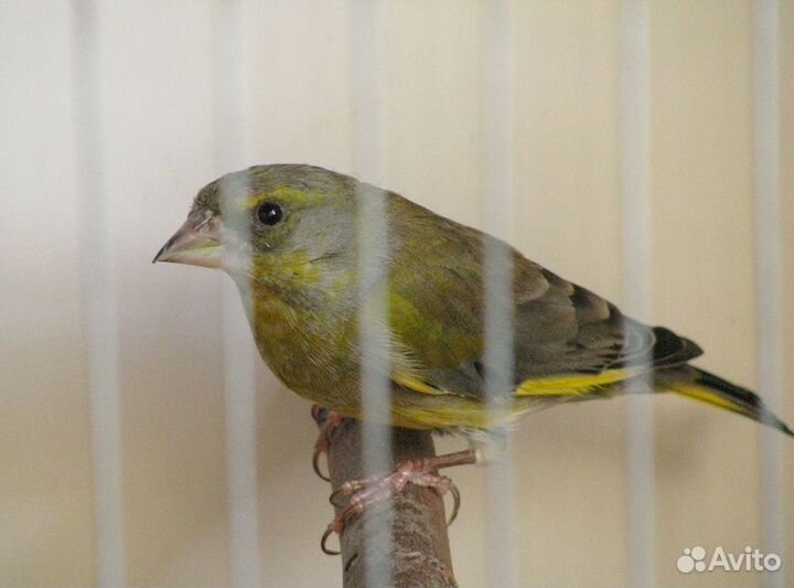 Певчие птицы