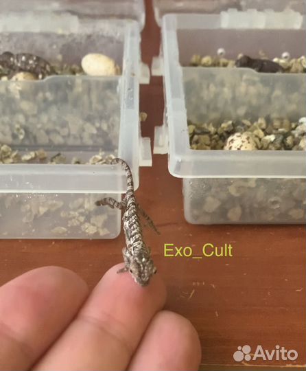 Пантеровый хамелеон