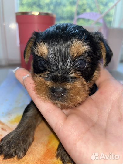 Йоркширский терьер мини