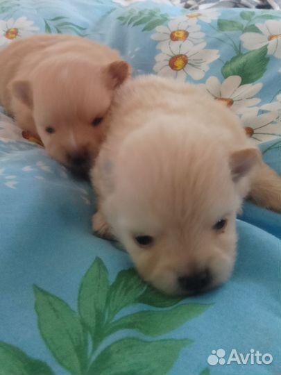 Собака Шпиц