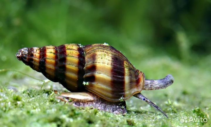 Улитка Хелена