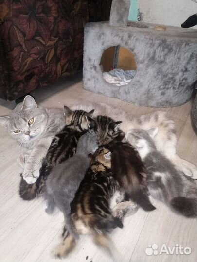 Котята от британки