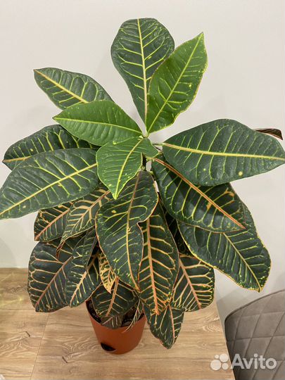 Кодиеум кротон петра