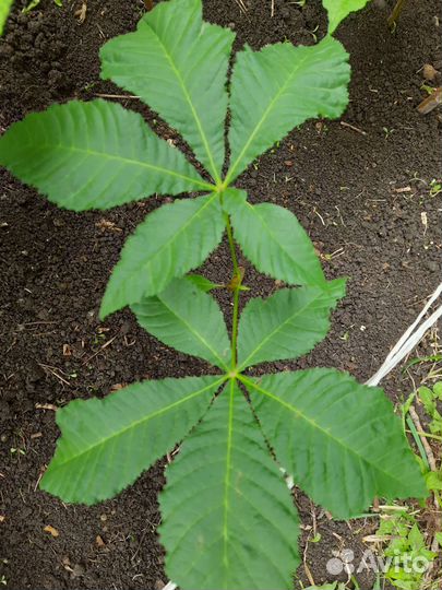 Саженцы каштана конского