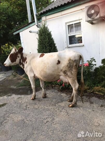 Корова дойная