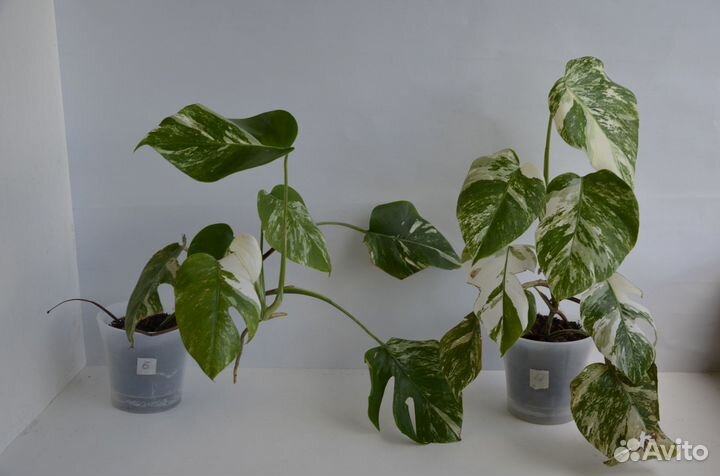 Монстера Альба вариегатная