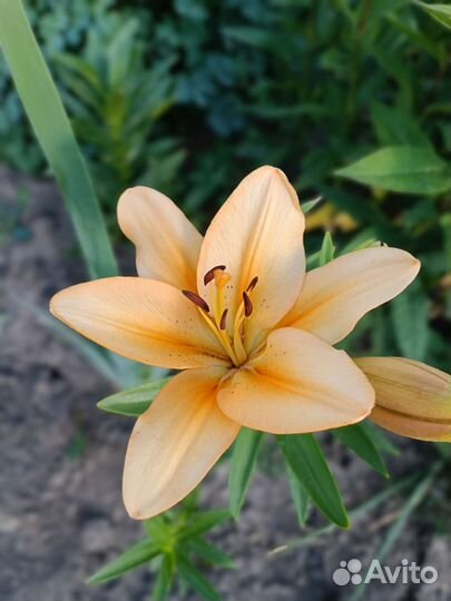 Лилия луковицы