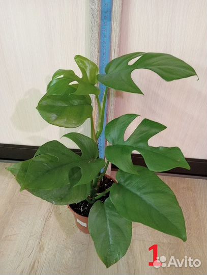 Комнатное растение. Монстера разная