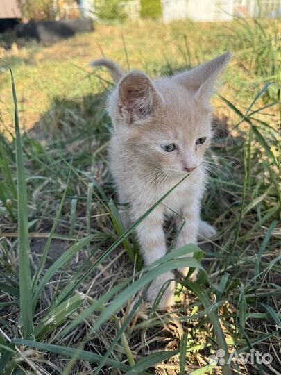 Котенок мальчик в добрые руки